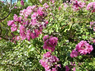 Magnolia grandiflora, çiçekli bir bitki türüdür. 30 metreye kadar uzanan ve 120-135 cm çapında kalın, düz gövdeli bir ağaç.. 