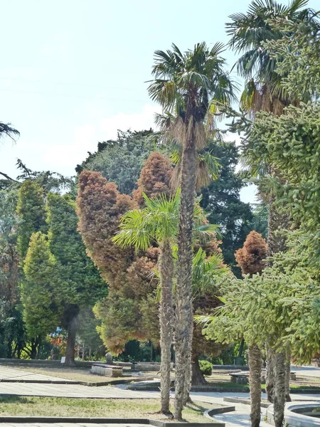 Saray 'dan Park Dulber. Doğu tarzı bina, Büyük Dük Peter Romanov 'un çizimlerine göre 1895-1897 yılları arasında Kahire' deki antik tapınak binalarının ruhuna göre inşa edilmiştir.