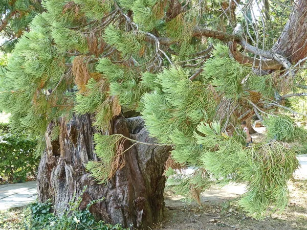 Park Dulber Sarayı. Doğu tarzında bina, Grand Dük Peter Romanov 'un çizimlerine göre 1895-1897 yılları arasında Kahire' deki antik tapınak binalarının ruhuna uygun olarak inşa edilmiştir.