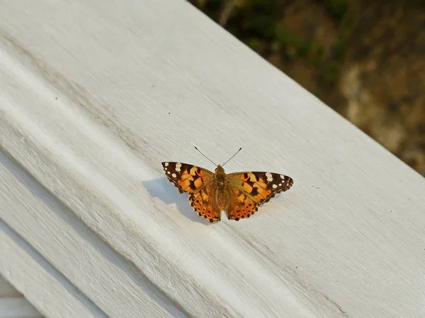 Ürtiker kelebeği (Aglais urticae). Kelebekler rüzgarın kopardığı çiçeklerdir. Beyaz mermer üzerinde turuncu kelebek. Ormanda ilkbahar. 