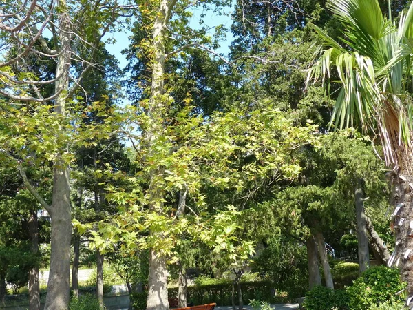 Park Dulber Sarayı. Doğu tarzında bina, Grand Dük Peter Romanov 'un çizimlerine göre 1895-1897 yılları arasında Kahire' deki antik tapınak binalarının ruhuna uygun olarak inşa edilmiştir.