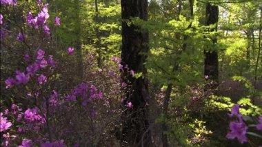 Taiga 'daki geçilmez çalılıklar. Vahşi doğa. Çam ağaçları, yedi. Uzak Doğu. Rododendron, çalılık ailede (Ericaceae) bulunan odunsu bitkilerden oluşur ve daha çok Asya 'da bulunur, ancak aynı zamanda Pacifi' deki ovalarda ve Montan ormanlarında da yaygındır.