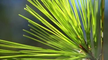 Çam (Pinus), kozalaklı ağaçların bir türüdür. Çam ağaçları yemyeşildir, reçine zengini ağaçlardır, genellikle çok büyüktür, nadiren küçüktür, bazen neredeyse çalılıktır..