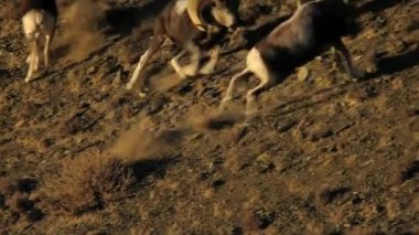 Bezoar keçisi veya sakallı keçi (lat. Capra aegagrus, Bovidae familyasından yırtık toynaklı bir memeli türü. Evcil keçinin atasıdır..