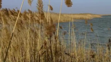 Gölün kıyısında sıradan bir kamış. Reed veya Ocheret (Phragmites australis), çiçekli bitkilerin en yaygın olarak bulunan türlerinden biridir.