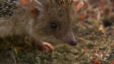 Uzun kulaklı kirpi (Hemiechinus auritus). Kulak kabuğunun büyüklüğüne göre her zamanki kirpiden farklıdır: kulaklarının uzunluğu 5 cm 'ye kadar çıkar. Sadece arkası iğnelerle kaplı..