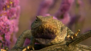 Kulak benekli kurbağa kafalı Agama (Phrynocephalus mystaceus). Kuyruklu bir vücudun uzunluğu 25 cm 'ye kadar çıkar. Kertenkele çoğunlukla çıplak kum tepelerinin olduğu yerlerde yaşar. Burrows kum tepelerinin yamaçlarını kazıyor.