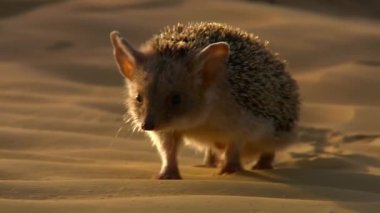 Uzun kulaklı kirpi (Hemiechinus auritus). Kulak kabuğunun büyüklüğüne göre her zamanki kirpiden farklıdır: kulaklarının uzunluğu 5 cm 'ye kadar çıkar. Sadece arkası iğnelerle kaplı..