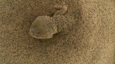 Kulak benekli kurbağa kafalı Agama (Phrynocephalus mystaceus). Kuyruklu bir vücudun uzunluğu 25 cm 'ye kadar çıkar. Kertenkele çoğunlukla çıplak kum tepelerinin olduğu yerlerde yaşar. Burrows kum tepelerinin yamaçlarını kazıyor.