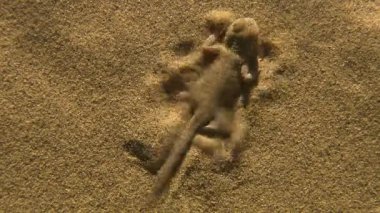 Kulak benekli kurbağa kafalı Agama (Phrynocephalus mystaceus). Kuyruklu bir vücudun uzunluğu 25 cm 'ye kadar çıkar. Kertenkele çoğunlukla çıplak kum tepelerinin olduğu yerlerde yaşar. Burrows kum tepelerinin yamaçlarını kazıyor.