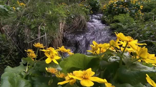 První jarní květiny. Probuzení přírody po dlouhé sibiřské zimě. Řeka Taiga. — Stock video