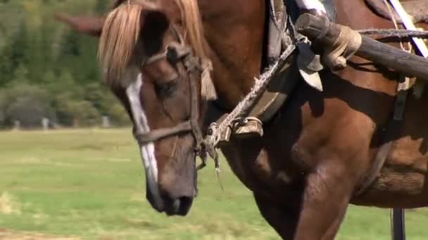 Egy ló a csapatban. Csődör torkolata közeledik. Falusi élet. — Stock videók