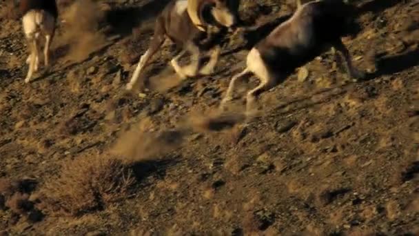 Bezoar-Ziege oder Bartziege (lat. Capra aegagrus) ist ein mit Nelkenhufen gefüttertes Säugetier aus der Familie der Rinder (Bovidae). Es ist der Vorfahr der Hausziege. — Stockvideo