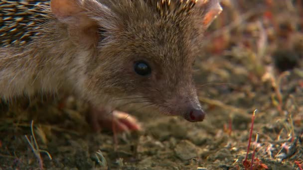 The long-eared hedgehog (Hemiechinus auritus). Differs from the usual hedgehog by the large size of the ear shell: the length of its ears is up to 5 cm. Only the back is covered with needles. — Stock Video