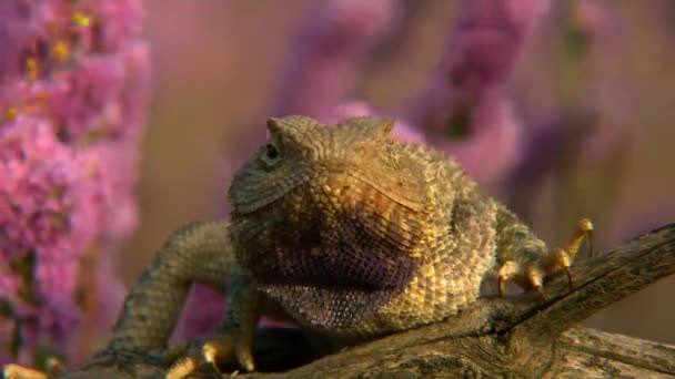 Pendapatan katak berkepala agama (Phrynocephalus mystaceus). Panjang badan dengan ekor adalah hingga 25 cm. Kadal hidup di daerah dengan sebagian besar gundukan pasir telanjang. Burrows menggali di lereng bukit pasir — Stok Video