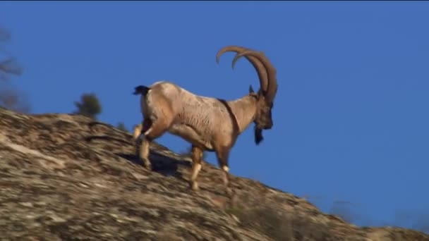 Cabra bezoar, ou cabra barbuda (lat. Capra aegagrus é um mamífero da família Bovidae. É o ancestral da cabra doméstica. — Vídeo de Stock