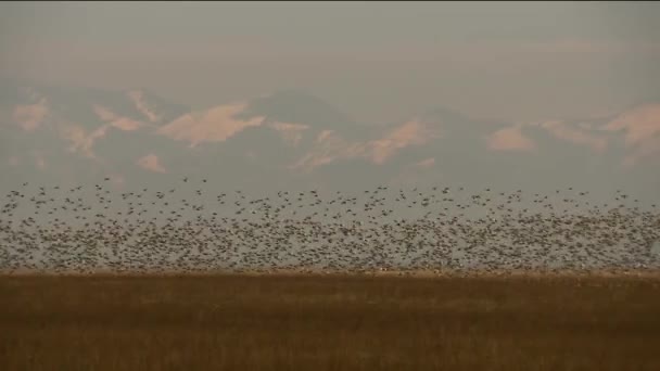 La migrazione degli uccelli è il movimento o la migrazione degli uccelli associati a cambiamenti nelle condizioni ambientali o di alimentazione o nelle caratteristiche riproduttive, dalla zona di nidificazione alla zona di svernamento e ritorno. — Video Stock