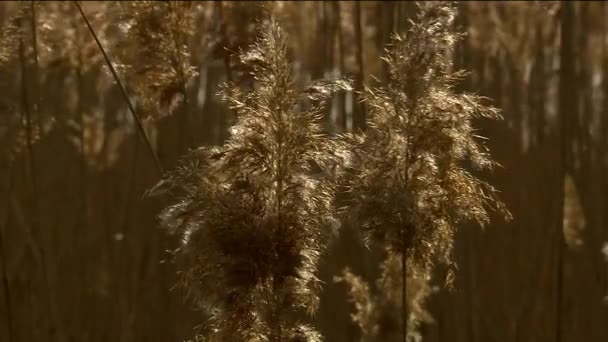 Трава пампас, или Cortaderia Sello (Cortaderia selloana). Вид был назван Александром фон Гумбольдтом в 1818 году в честь немецкого ботаника Фридриха Село, который изучал флору Южной Америки. — стоковое видео