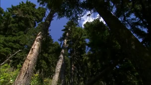 Los pinos centenarios de la nave. Matorrales impenetrables en la taiga. Naturaleza salvaje. Pinos, comieron. Extremo Oriente — Vídeos de Stock