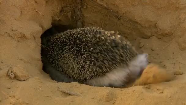 Den långörade igelkotten (Hemiechinus auritus). Skiljer sig från den vanliga igelkott av den stora storleken på örat skal: längden på öronen är upp till 5 cm. Endast ryggen är täckt med nålar. — Stockvideo