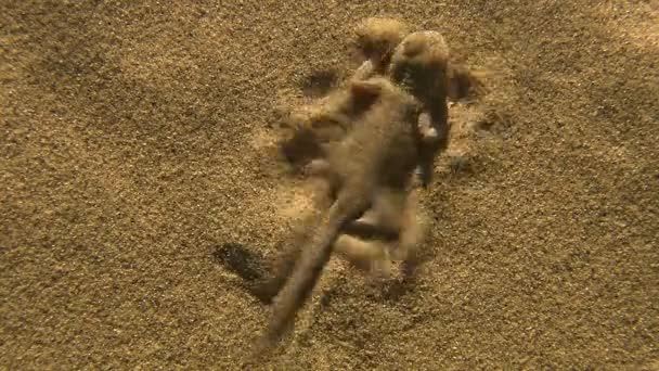 Füles varangy fejű Agama (Phrynocephalus Mystaceus). A farokkal rendelkező test hossza akár 25 cm is lehet. A gyík többnyire csupasz homokdűnékkel körülvett területeken él. Burrows a dűnék lejtőjén ás. — Stock videók