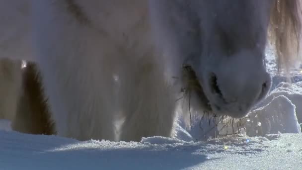 Il cavallo yakutiano. È noto per il suo adattamento al clima freddo estremo, e pascolare sulla vegetazione che è sotto il manto nevoso profondo e sopravvivere senza riparo in temperature che raggiungono 70 C — Video Stock