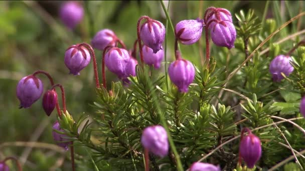 Daboecia je malý věčně zelený keř, podobný Heather a Ericovi. Proto se také někdy nazývá Irish Heather. Z těchto rostlin mají větší květy a listy zaoblený tvar. — Stock video