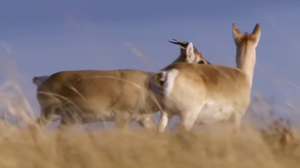 Jairan är ett klövdjur av släktet gaseller. Kombinationen av långa och smala ben med eleganta horn som har vackra kurvor, gör denna antilop ännu mer elegant och raffinerad. — Stockvideo