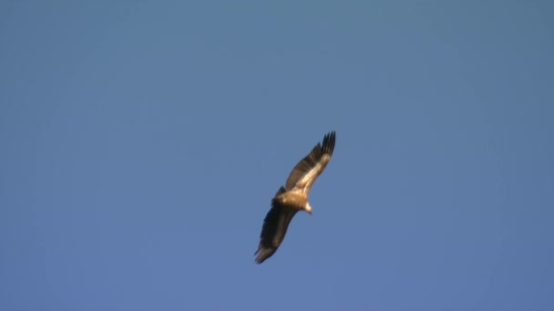Vulturul Cap Alb Lat Gyps Fulvus Este Pasăre Mare Pradă — Videoclip de stoc