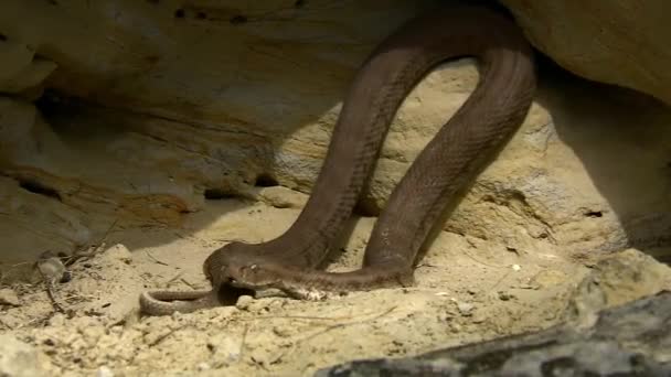 Víbora europea (Lat. Vipera berus). Una serpiente venenosa se deleita en una roca de granito. Vida silvestre. — Vídeos de Stock