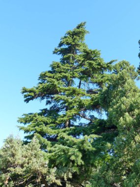 South Park 'taki Evergreen Selvi ve ardıçlara. Yaz akşamı. Kırım manzarası.