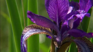Iris (Cockerel) Germen. Bu çiçeklerin rengi mora dönüşerek mavi renktedir. En çok sayıda tür Akdeniz ülkeleri, Güneybatı ve Orta Asya 'ya düşer..