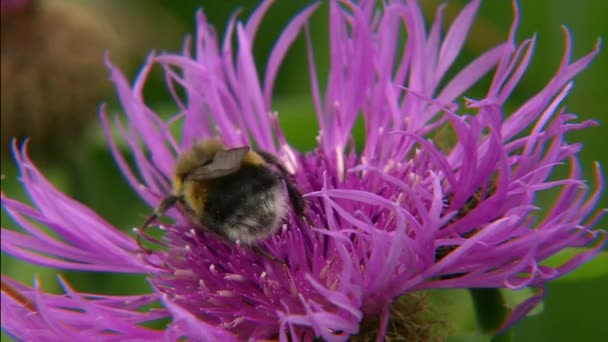 Bumblebee Lat Bombus Łące Kwiat Zbliżenie Owad Rodziny Prawdziwych Pszczół — Wideo stockowe