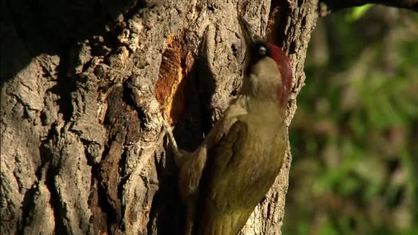 緑のキツツキ Picus Viridis はキツツキ科の鳥です 頭の上部と頭の後ろには 明るい赤い羽の狭いキャップがあります — ストック動画