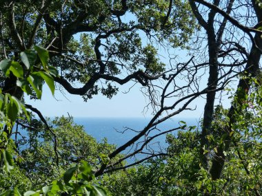 Sakin bir denizin arka planındaki yeşil ağaçlar, tamamen sakin. Park 'tan deniz manzarası. Yaz sıcağında gölgeli bir parkta yürü.