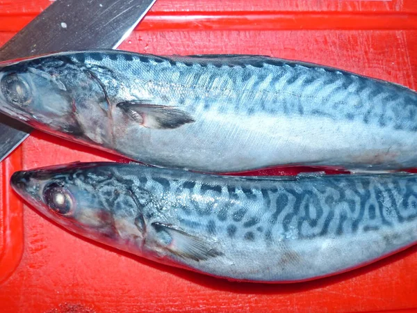Uskumru (