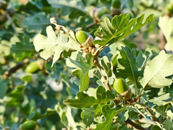 Yumuşak meşe (lat. Quercus ergenlik çağı 18 metreye ulaşır. Dağların güney yamaçlarındaki alt kuşak ormanlarında yetişir. Genç meşe palamutları.