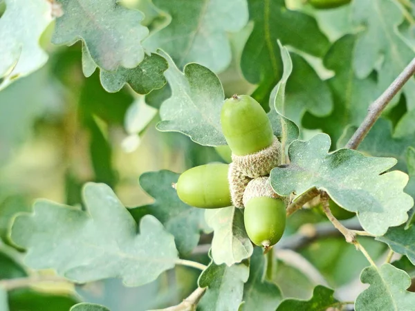 Yumuşak meşe (lat. Quercus ergenlik çağı 18 metreye ulaşır. Dağların güney yamaçlarındaki alt kuşak ormanlarında yetişir. Genç meşe palamutları.