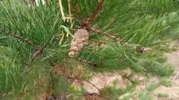 Joven Rama Pino Verde Brillante Cerca Pino Ordinario Lat Pinus — Vídeos de Stock