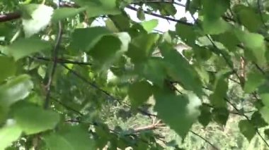 Rüzgarda sallanan huş yaprakları kozalaklı ormanın ve mavi gökyüzünün arka planına karşı. Bahar ormanında bir yürüyüş.
