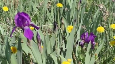 Mor zambak ve sarı karahindiba. Iris, Kasatik ya da Cockerel Lat. Iris, uzun ömürlü rizmomatöz bitkilerin bir cinsidir. Gözler tüm kıtalarda bulunur. Cins, çeşitli şekil ve tonlara sahip yaklaşık 800 tür içerir..