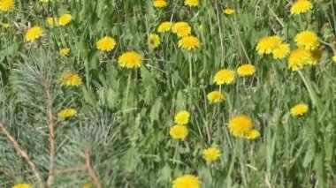 Baharın başında bir çayır dolusu sarı karahindiba. Karahindiba, bazal yapraklar ve büyük parlak sarı kızılötesi sepetlerle dolu dil çiçekleriyle tanınan bir bitkidir..