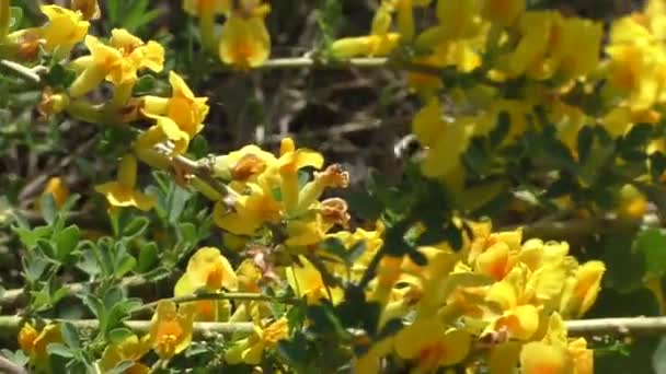 Bourdon Recueille Nectar Des Fleurs Printanières Brillantes Gorge Jaune Genista — Video