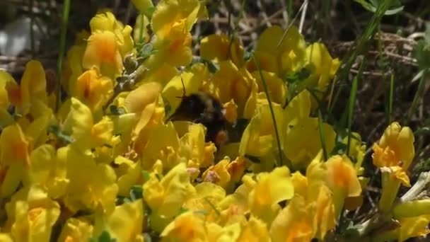 Μέλισσα Συλλέγει Νέκταρ Από Λαμπερά Ανοιξιάτικα Λουλούδια Του Κίτρινου Φαραγγιού — Αρχείο Βίντεο
