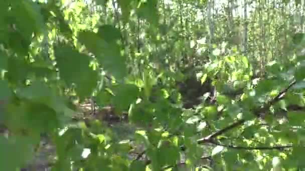 Młode Liście Brzozy Kołyszące Się Wietrze Tle Lasu Iglastego Błękitnego — Wideo stockowe