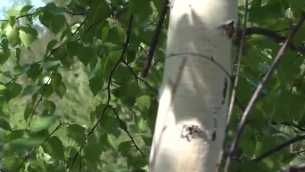 Jonge Berken Bladeren Zwaaien Wind Tegen Een Achtergrond Van Naaldbos — Stockvideo