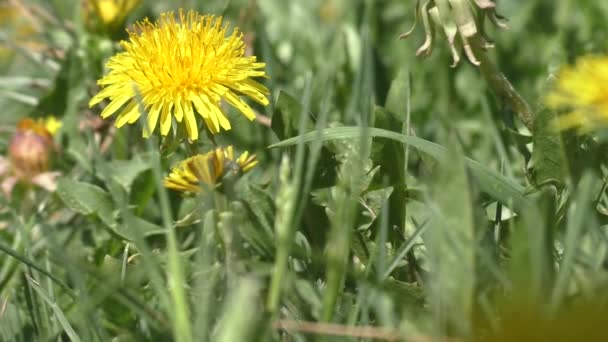 Prato Denti Leone Gialli All Inizio Della Primavera Dente Leone — Video Stock