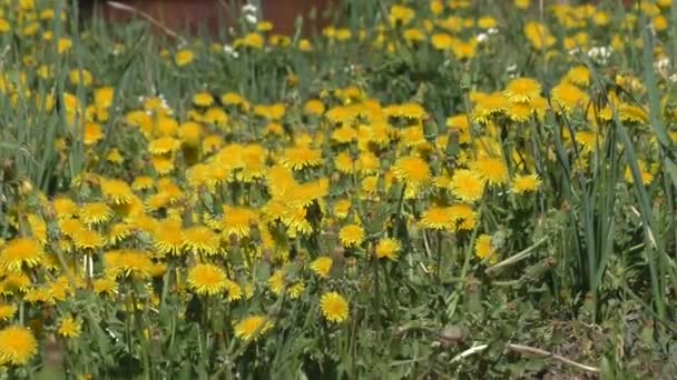 Prado Dentes Amarelos Início Primavera Dente Leão Uma Planta Bem — Vídeo de Stock