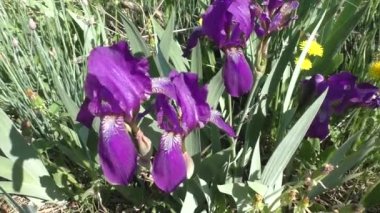 Iris, Kasatik veya Cockerel (Lat. Iris, uzun ömürlü rizmomatöz bitkilerin bir cinsidir. Gözler tüm kıtalarda bulunur. Cins, çeşitli şekil ve tonlara sahip yaklaşık 800 tür içerir..