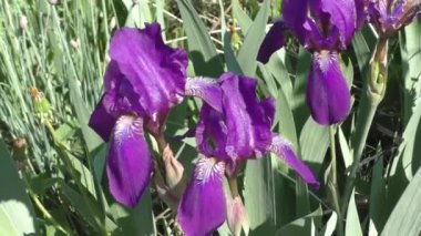 Iris, Kasatik veya Cockerel (Lat. Iris, uzun ömürlü rizmomatöz bitkilerin bir cinsidir. Gözler tüm kıtalarda bulunur. Cins, çeşitli şekil ve tonlara sahip yaklaşık 800 tür içerir..